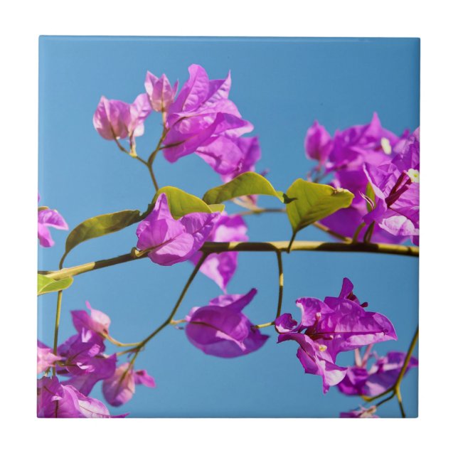 Flores de Bougainvillea (Frente)