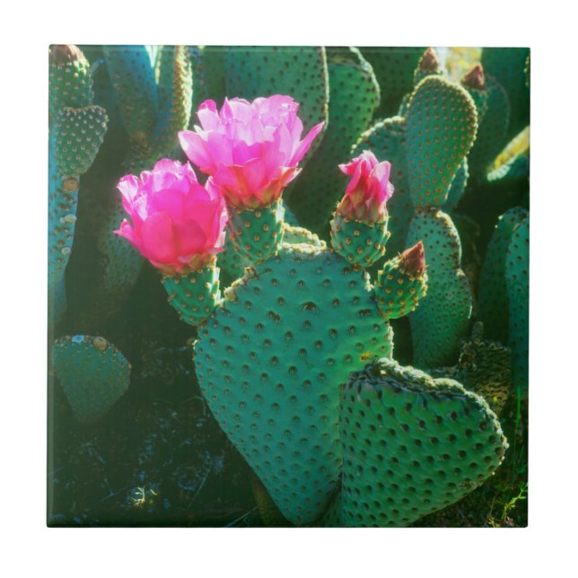 Flores de Cactus Beavertail (Frente)