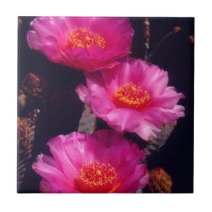 Flores de Cactus Beavertail 2