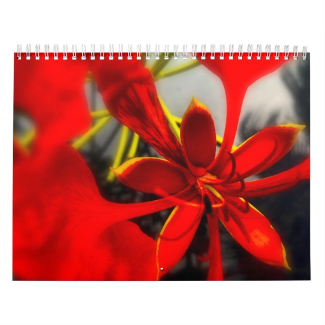 Flores de Calendário (Capa)