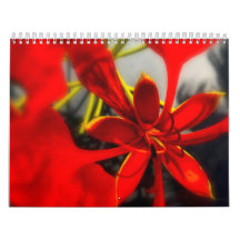 Flores de Calendário
