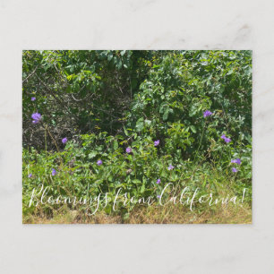 Flores de Califórnia! Cartão postal