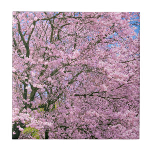Flores de Cereja em Bloom