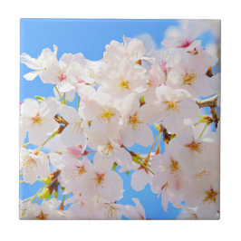 Flores de cereja em Primavera