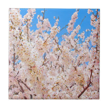 Flores de cereja em sangue de Cheio