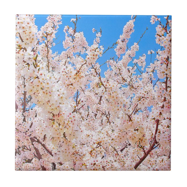 Flores de cereja em sangue de Cheio (Frente)