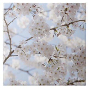 Flores de cerejeira 2