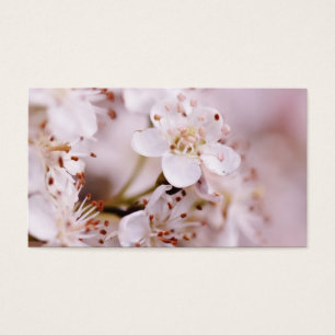Flores de cerejeira de florescência