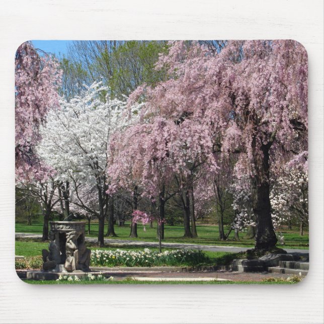 Flores de cerejeira em Philadelphfia Mousepad (Frente)