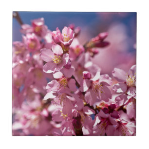 Flores de Cerejeira Sakura Beijadas pela Luz do So
