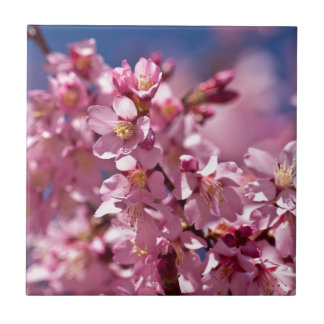 Flores de Cerejeira Sakura Beijadas pela Luz do So