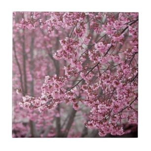 Flores de Cerejeira Sakura Cor-de-Rosa Fluindo