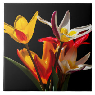 Flores de chicote contra fundo preto