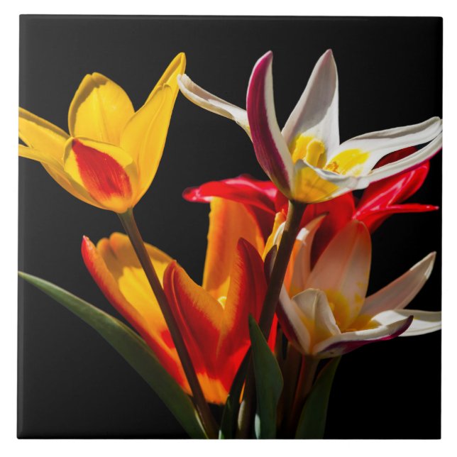 Flores de chicote contra fundo preto (Frente)