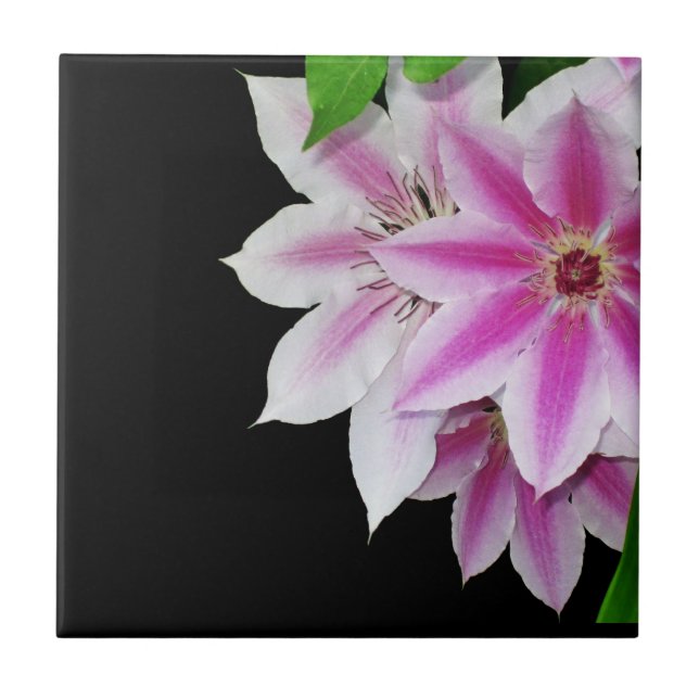Flores de Clematis Brancas e Rosa (Frente)
