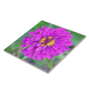 FLORES DE COR DE FUQUIA