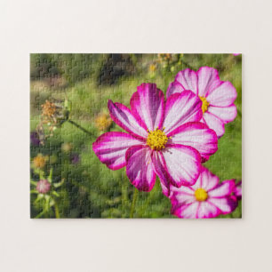 Flores De Cosmos Brancos, Rosa E Quebra-cabeça