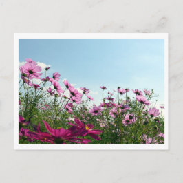 Flores de Cosmos: Cartão Postal do Japão