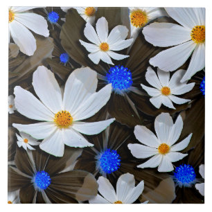 Flores de Cosmos de Jardim