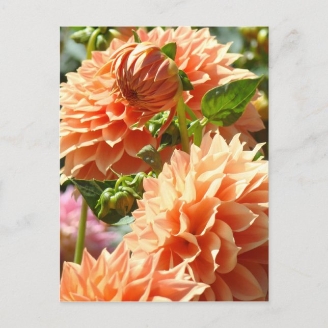 Flores de Dália Laranja cartões postais Dálias Flo (Frente)
