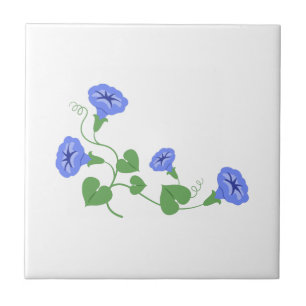 Flores de Glória da Manhã