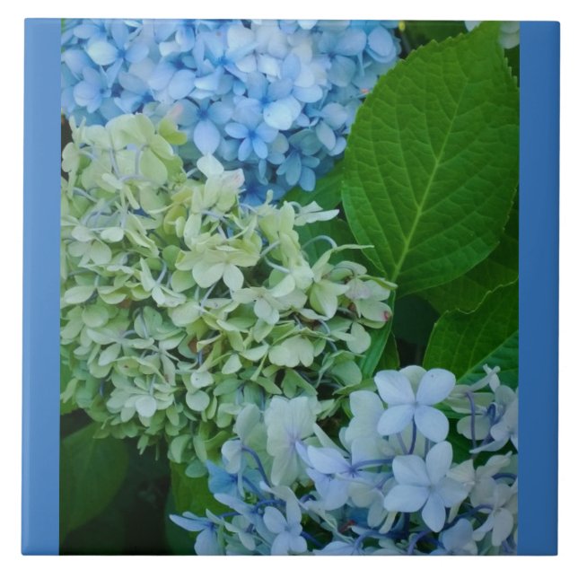 Flores de Hydrangea (Frente)