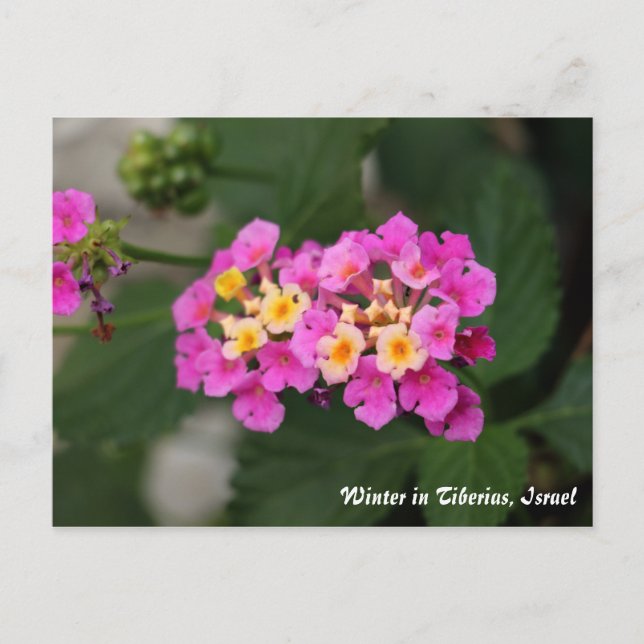 Flores De Inverno Em Tiberias, Cartão Postal De Is (Frente)