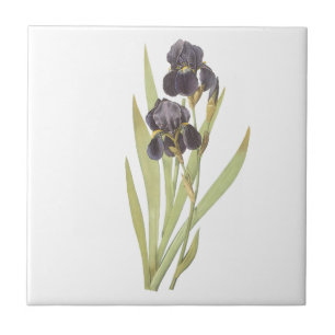 Flores de Íris Roxas