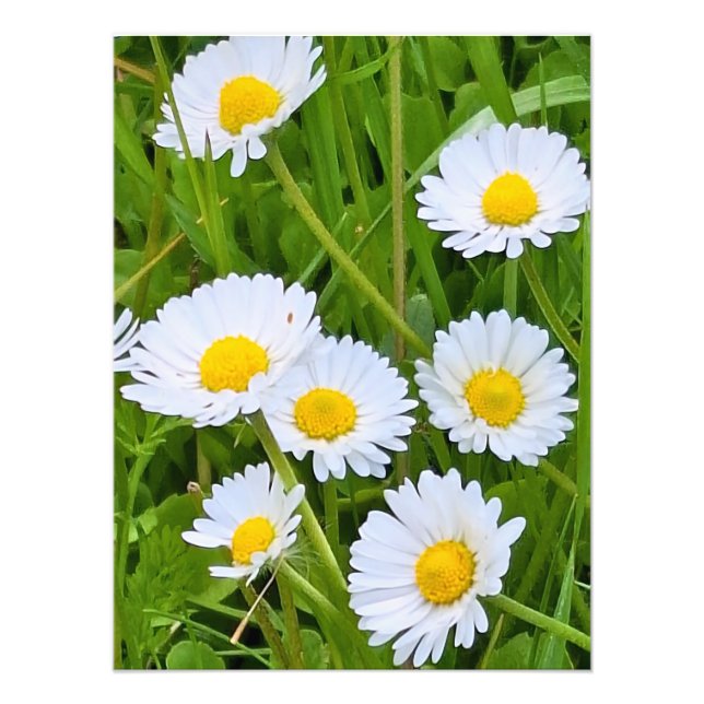 Flores de Jardim Selvagem Romênia – Fotografia da  (Frente)