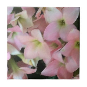 Flores de Kalanchoe