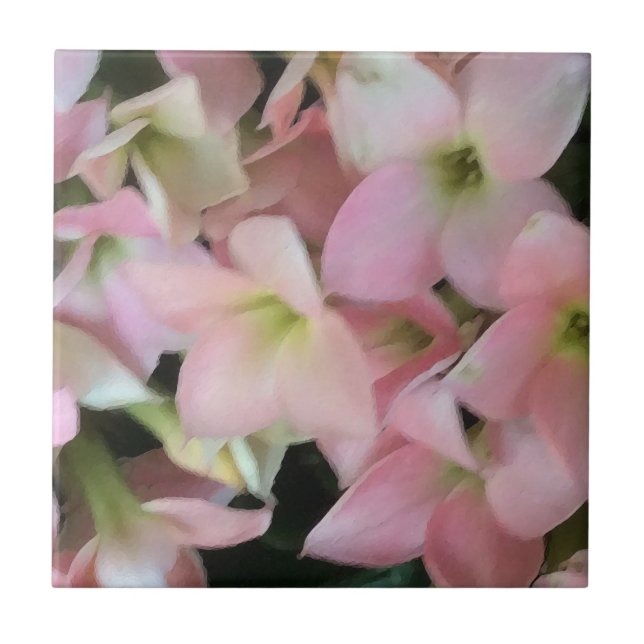 Flores de Kalanchoe (Frente)