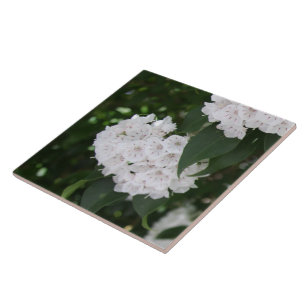 Flores de Laurel da Montanha Branca