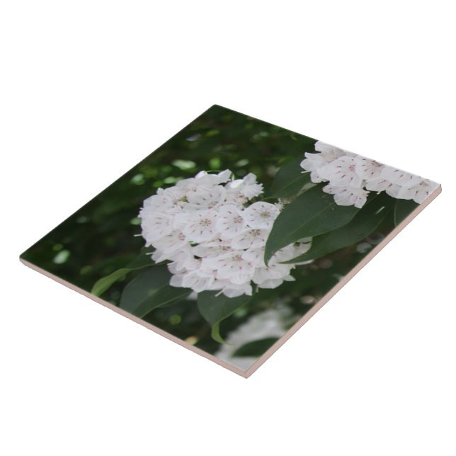 Flores de Laurel da Montanha Branca (Lateral)