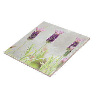 Flores de Lavanda