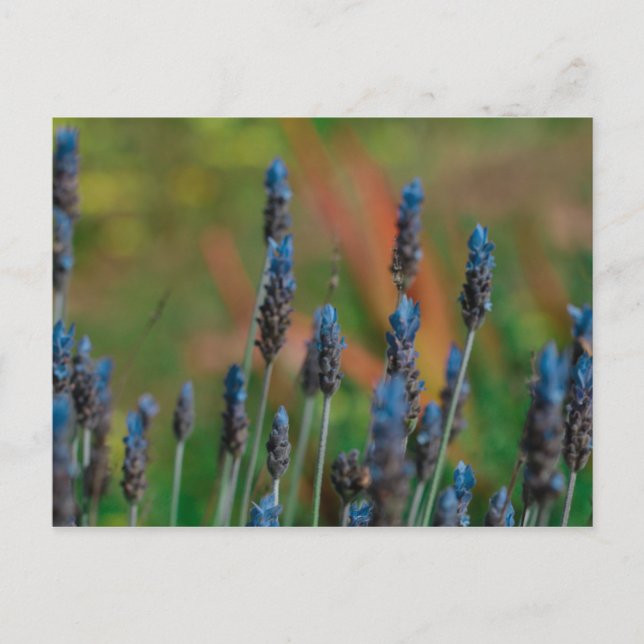 Flores de Lavanda Azul Roxo Cartão Postal (Frente)
