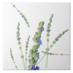 Flores de Lavanda roxas