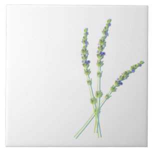 Flores de Lavanda roxas