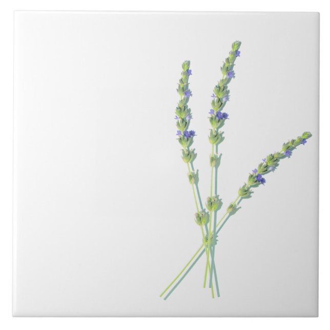 Flores de Lavanda roxas (Frente)