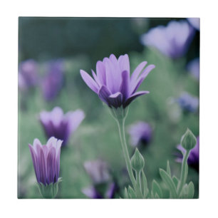 Flores de Lavanda Roxas Delicadas