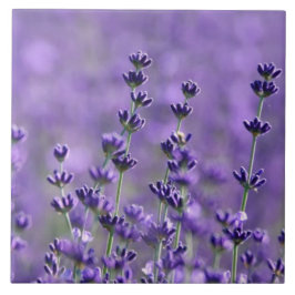 Flores de Lavanda Roxas Escuras