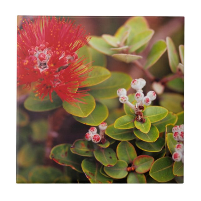 Flores de Lehua no Parque Nacional dos Vulcões do  (Frente)