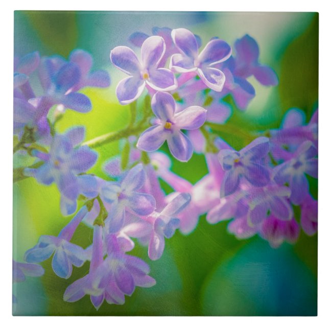 Flores de Lilás Roxo (Frente)