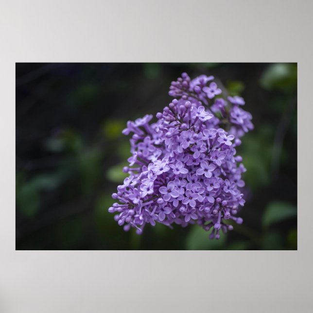 Flores de Lilás Roxo Fotografia Macro Poster (Frente)