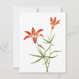 Flores de Lily Vermelhas - Cartão de Arte Botâni