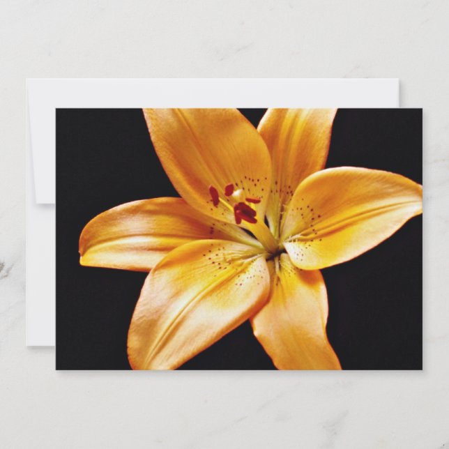 Flores de lírio laranja (Frente)