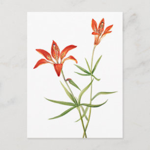 Flores de Lírio Vermelho - Cartão Postal de Arte B