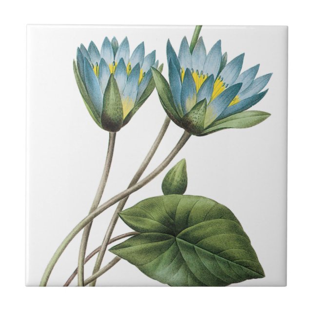 FLORES DE LOTUS AZUL TRIVET (Frente)