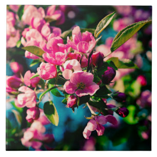 Flores de Maçã-Cabra Rosa