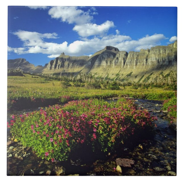 Flores de macaco em Logan Pass no Glacier National (Frente)