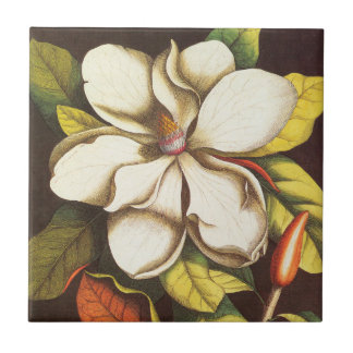 Flores de Magnólia Antiga Planta Com Sementes